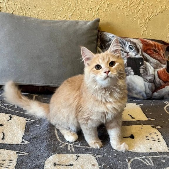 Siberian REZ Batist