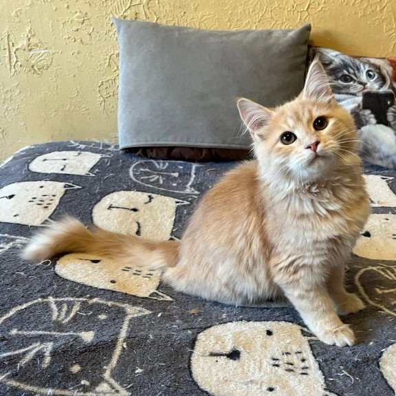 Siberian REZ Batist