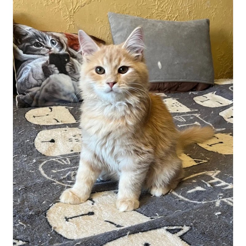 Siberian REZ Batist