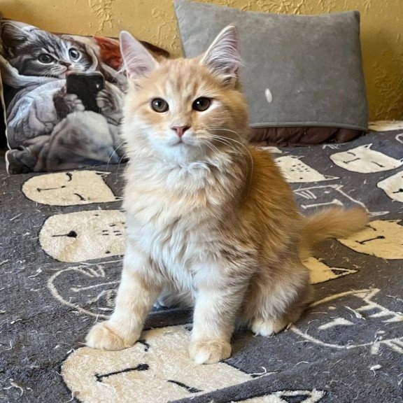 Siberian REZ Batist
