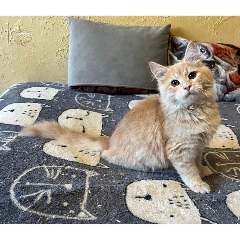Siberian REZ Batist
