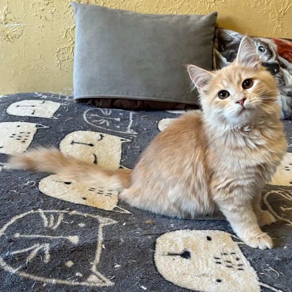 Siberian REZ Batist