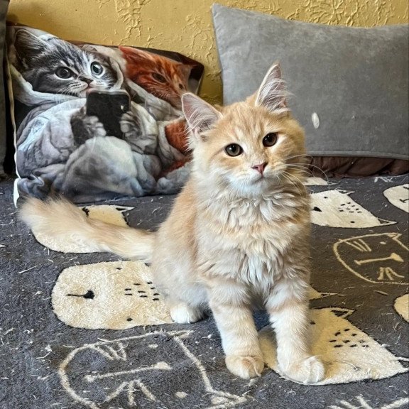 Siberian REZ Batist