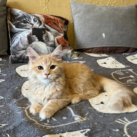 Siberian REZ Batist