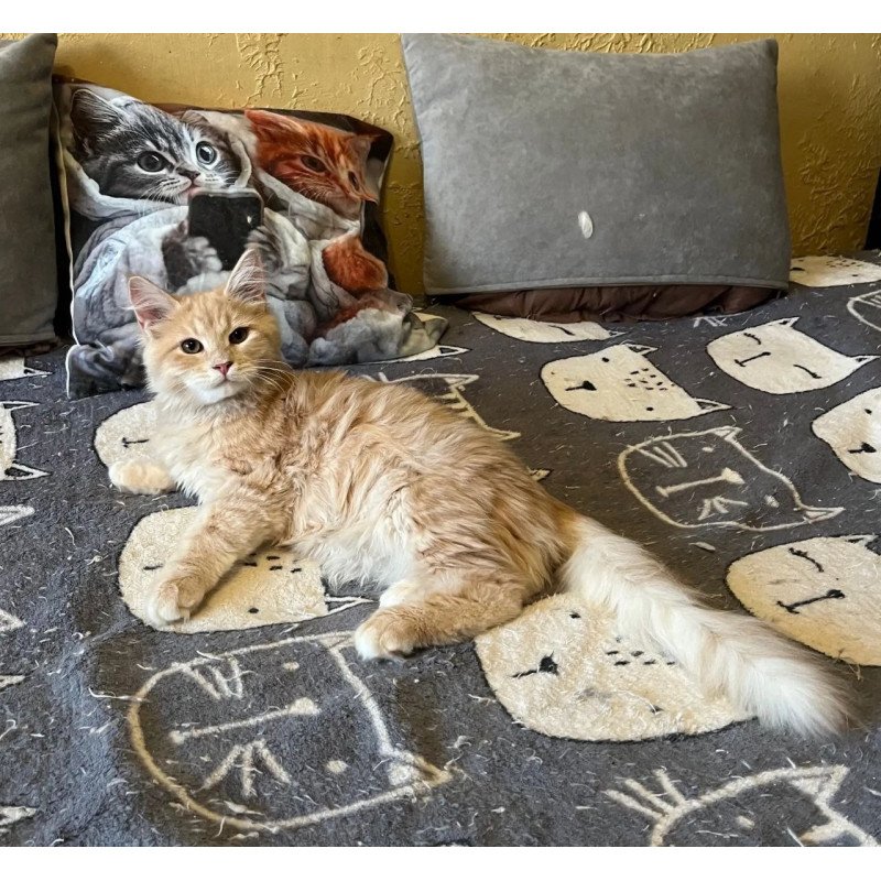Siberian REZ Batist