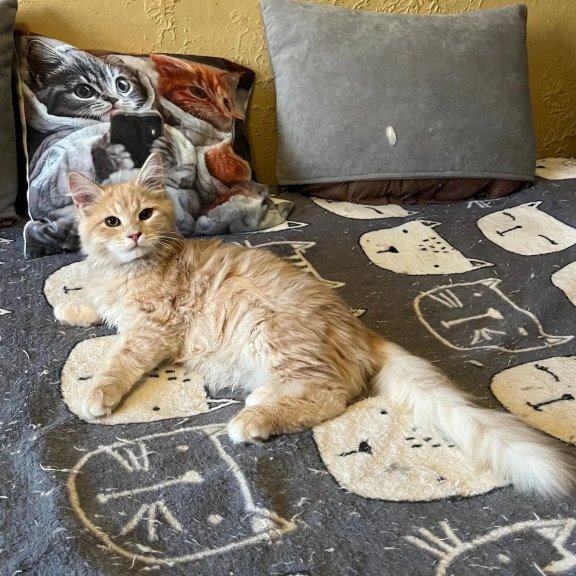Siberian REZ Batist