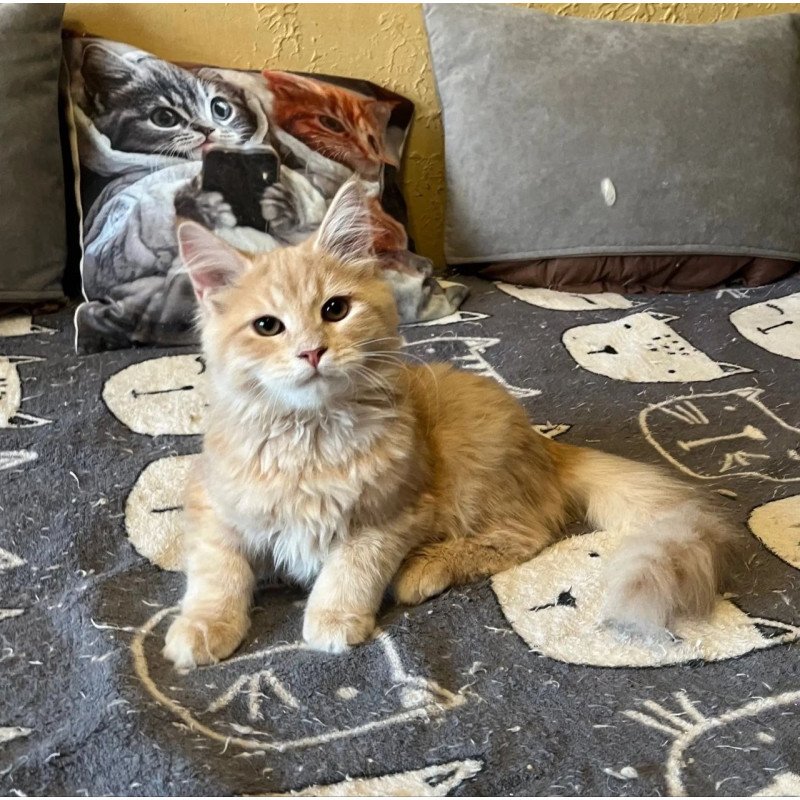 Siberian REZ Batist