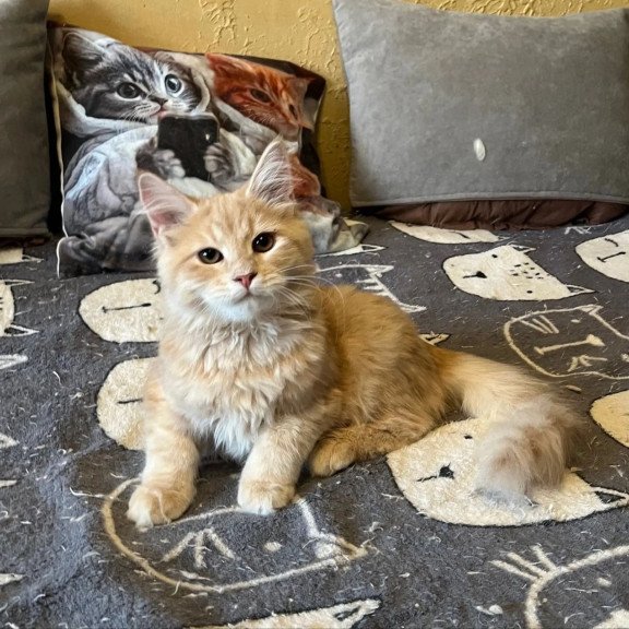Siberian REZ Batist