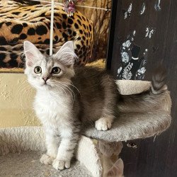 Siberian REZ Estet