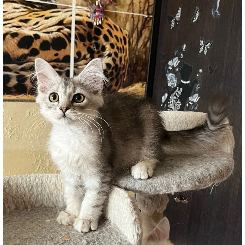 Siberian REZ Estet