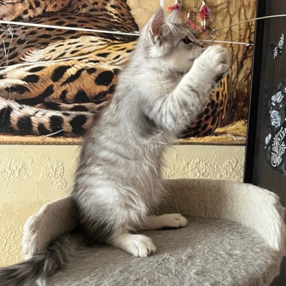 Siberian REZ Estet