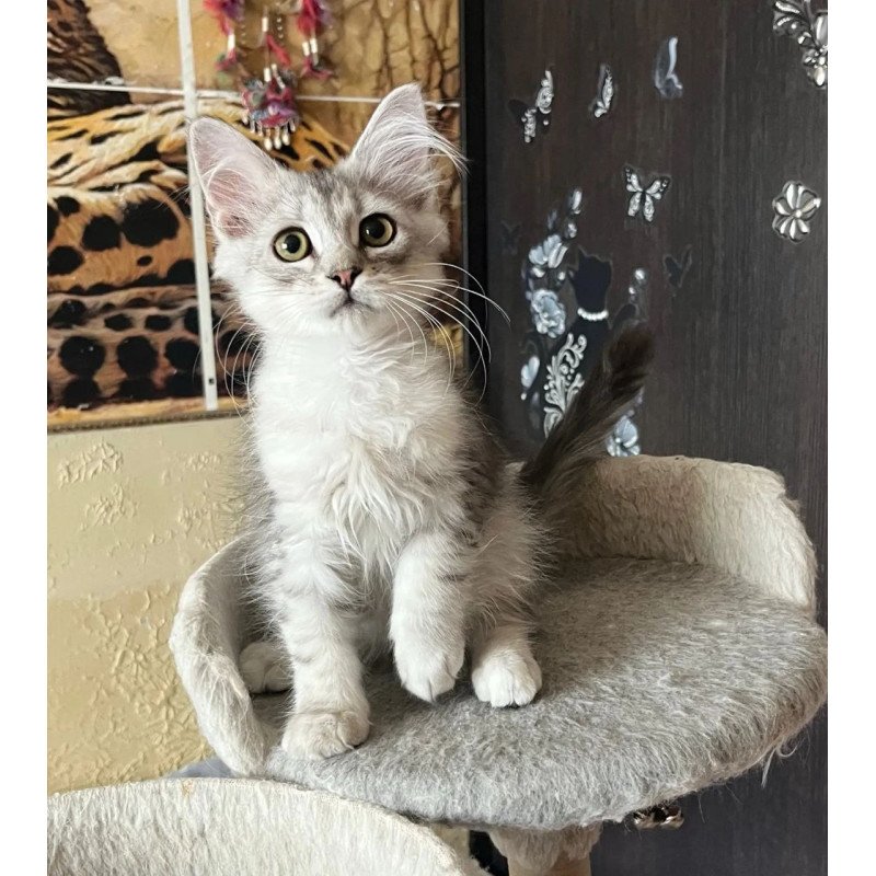 Siberian REZ Estet