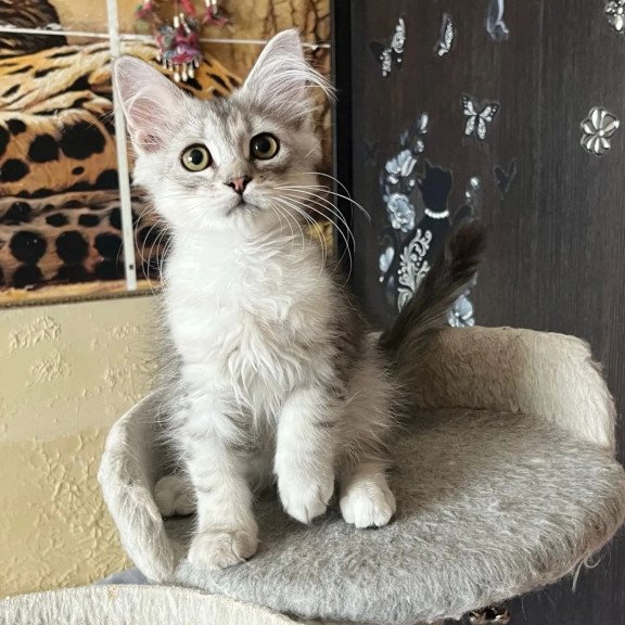 Siberian REZ Estet