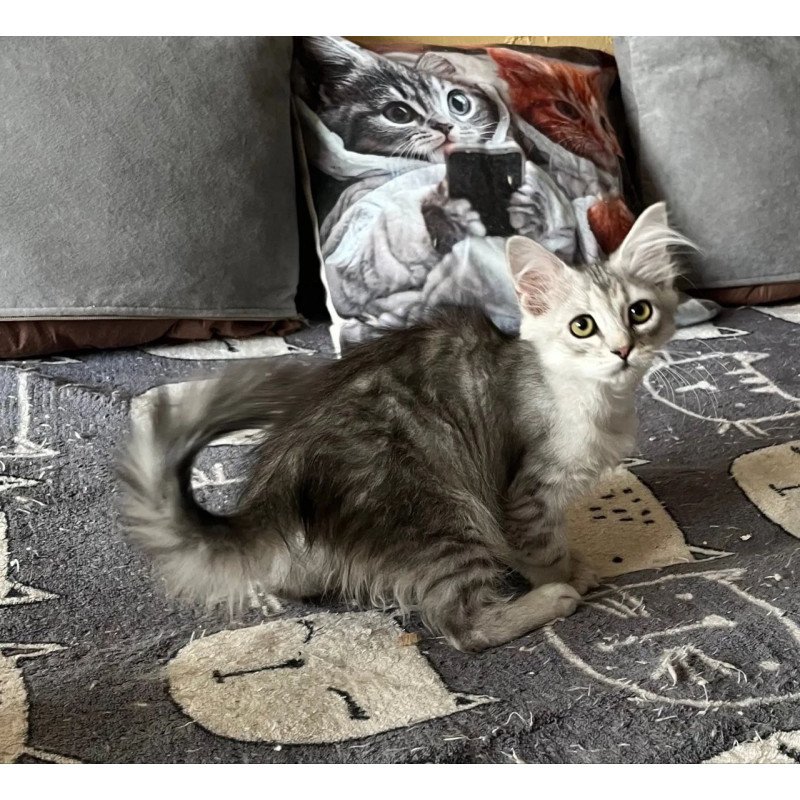 Siberian REZ Estet