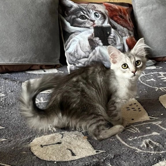 Siberian REZ Estet