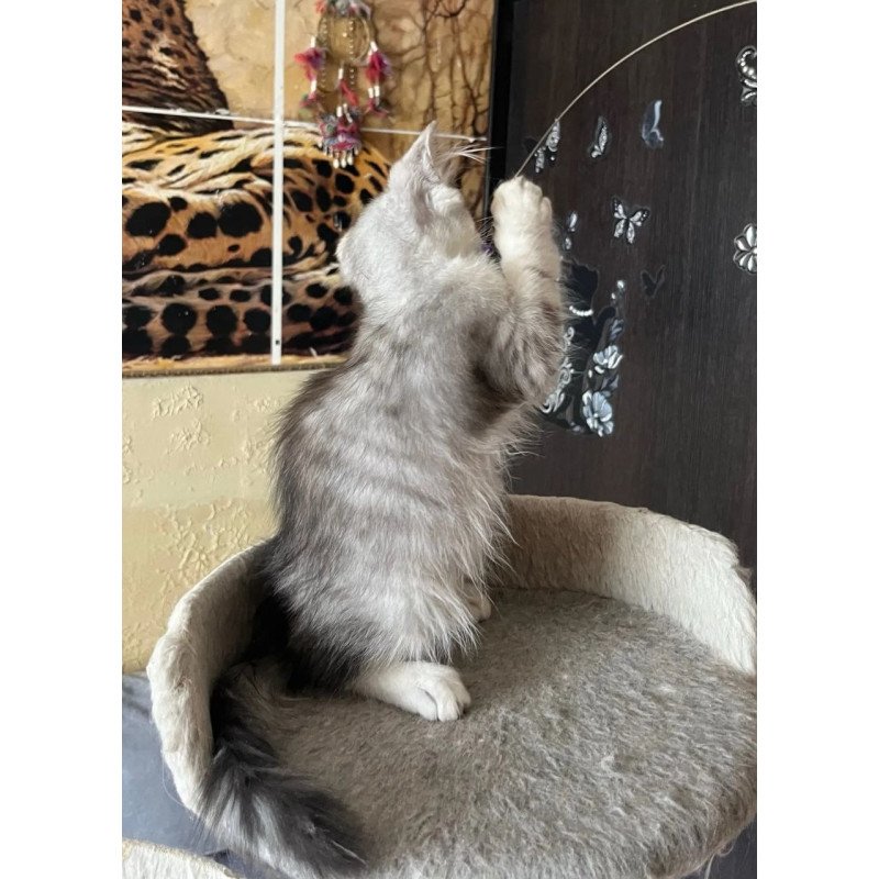 Siberian REZ Estet