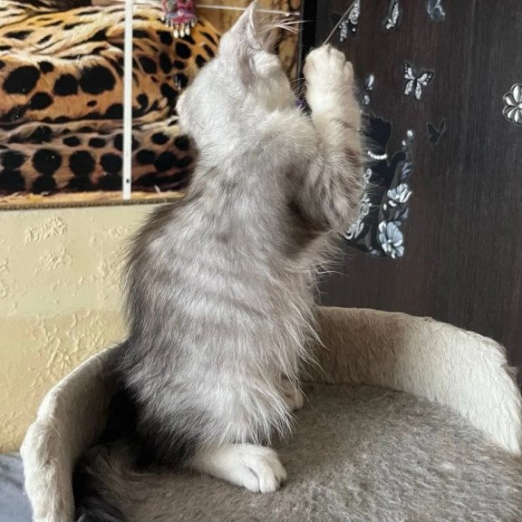 Siberian REZ Estet