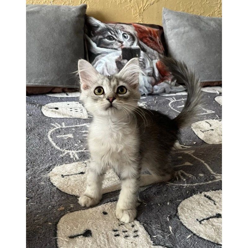 Siberian REZ Estet