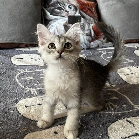 Siberian REZ Estet