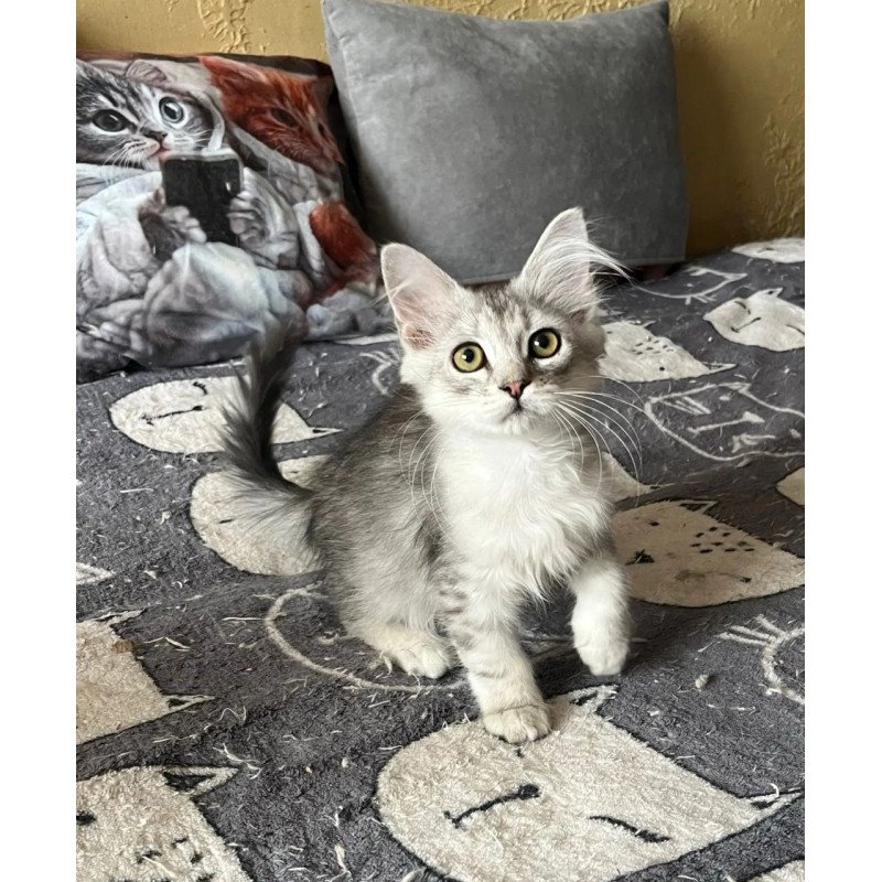 Siberian REZ Estet