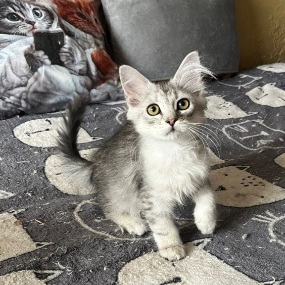 Siberian REZ Estet