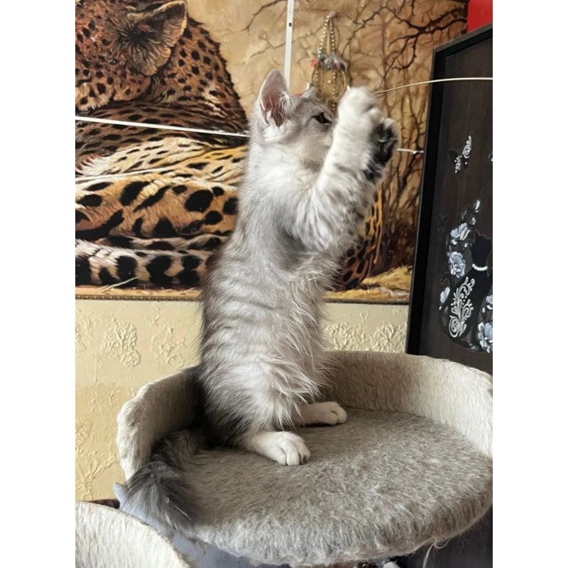 Siberian REZ Estet