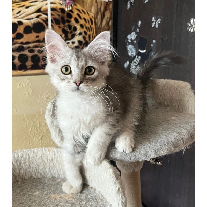 Siberian REZ Estet