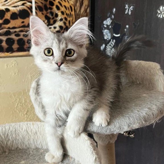 Siberian REZ Estet