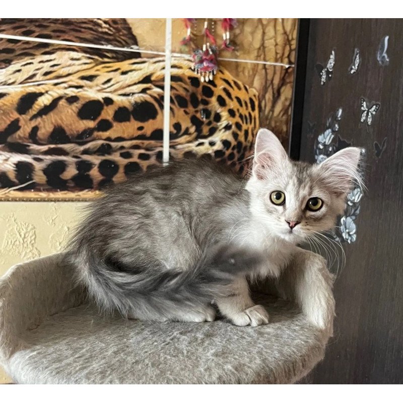 Siberian REZ Estet