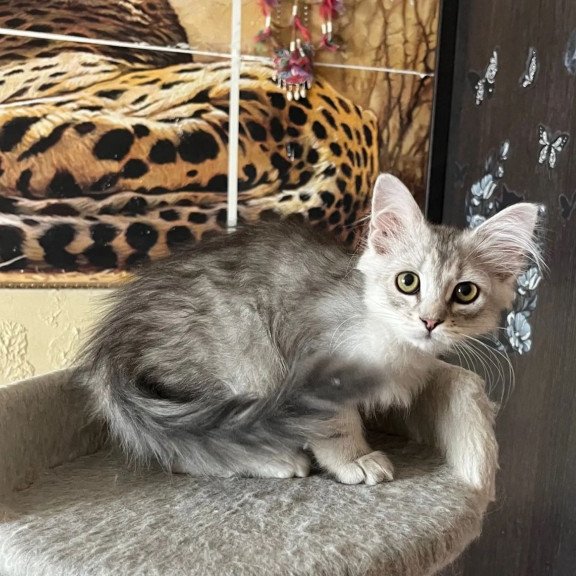 Siberian REZ Estet