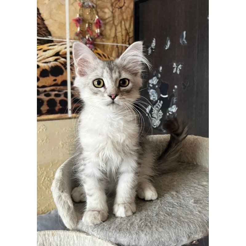 Siberian REZ Estet