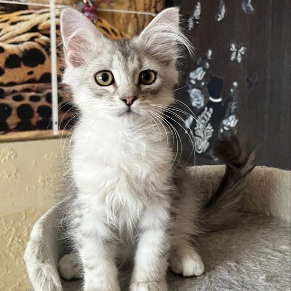 Siberian REZ Estet