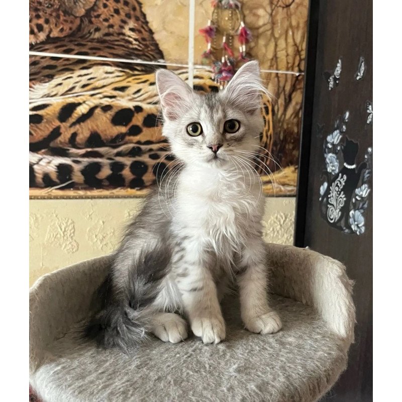 Siberian REZ Estet