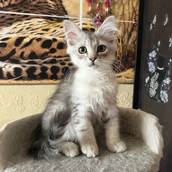 Siberian REZ Estet