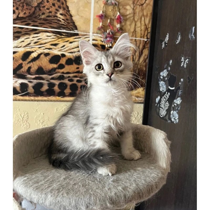 Siberian REZ Estet