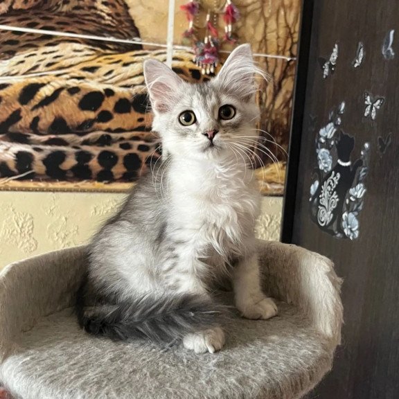 Siberian REZ Estet