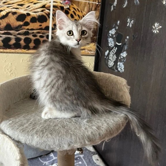 Siberian REZ Estet