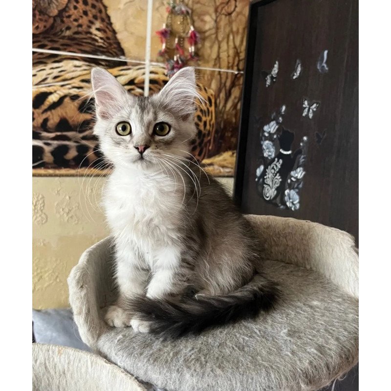 Siberian REZ Estet