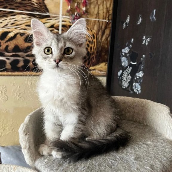 Siberian REZ Estet