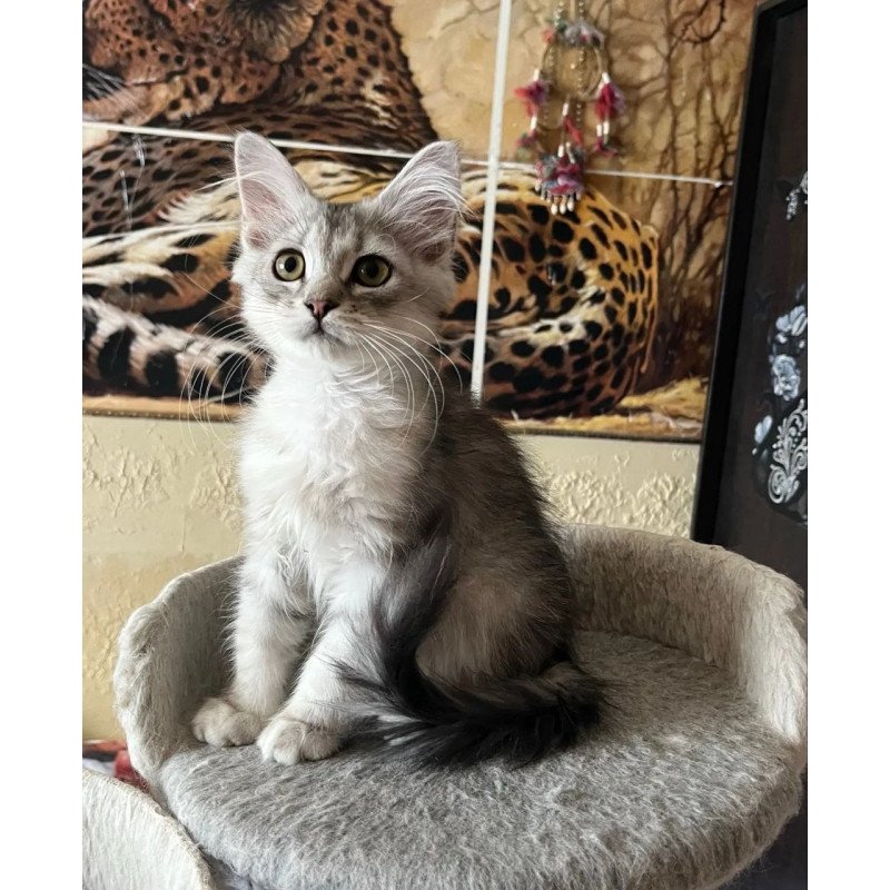 Siberian REZ Estet