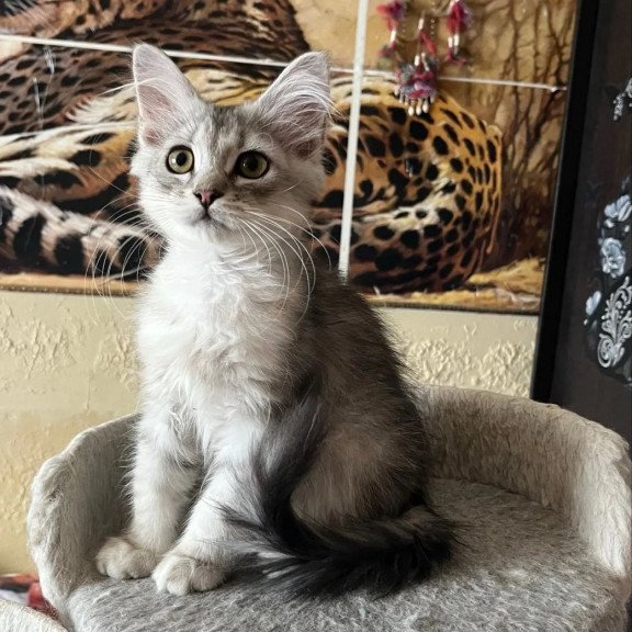 Siberian REZ Estet