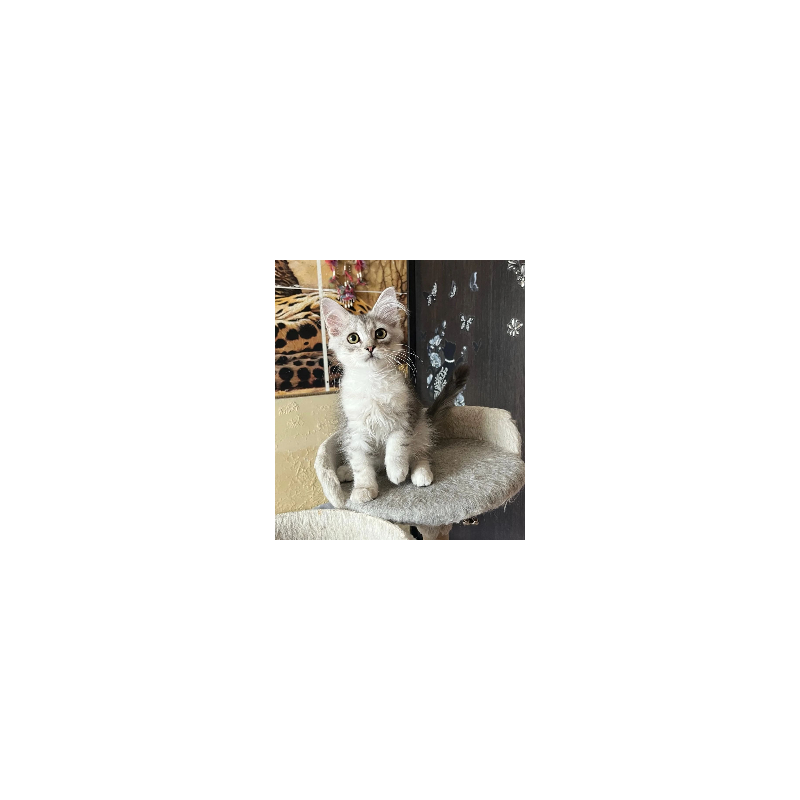 Siberian REZ Estet