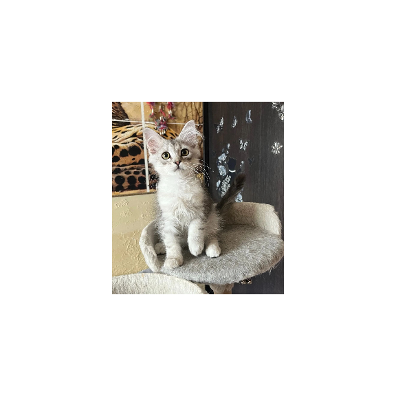 Siberian REZ Estet
