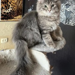 Siberian REZ Basik