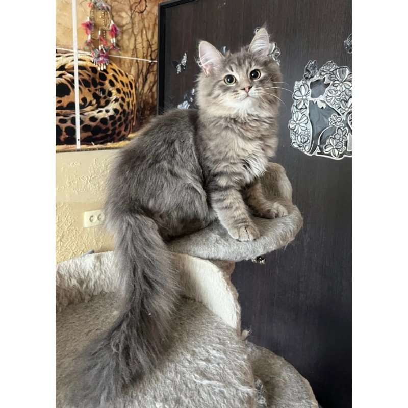 Siberian REZ Basik