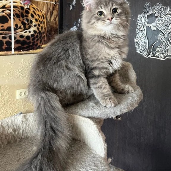 Siberian REZ Basik