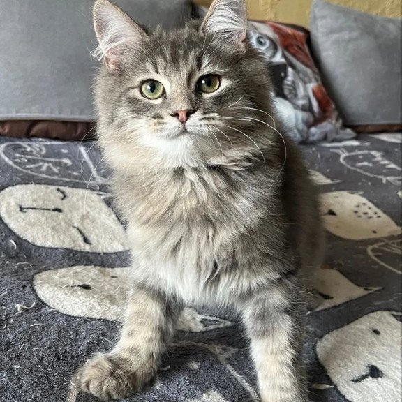 Siberian REZ Basik