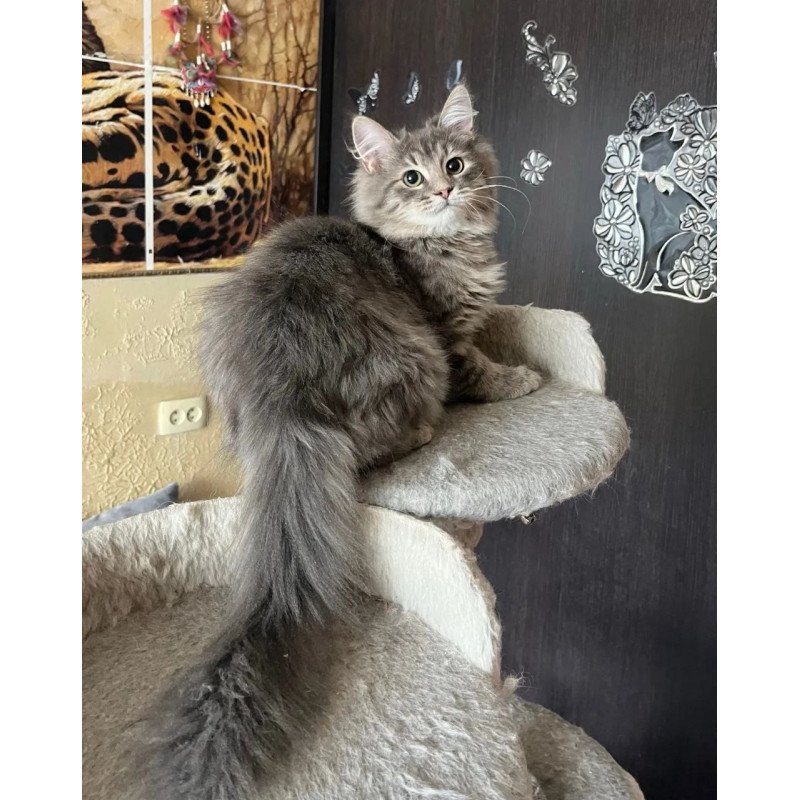 Siberian REZ Basik