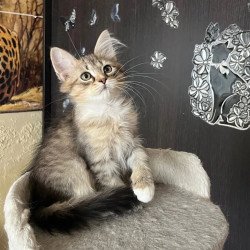 Siberian REZ Egoist