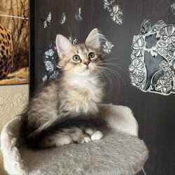 Siberian REZ Egoist